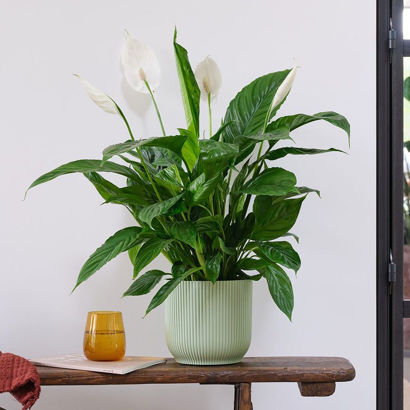 Peace Lily & Pot