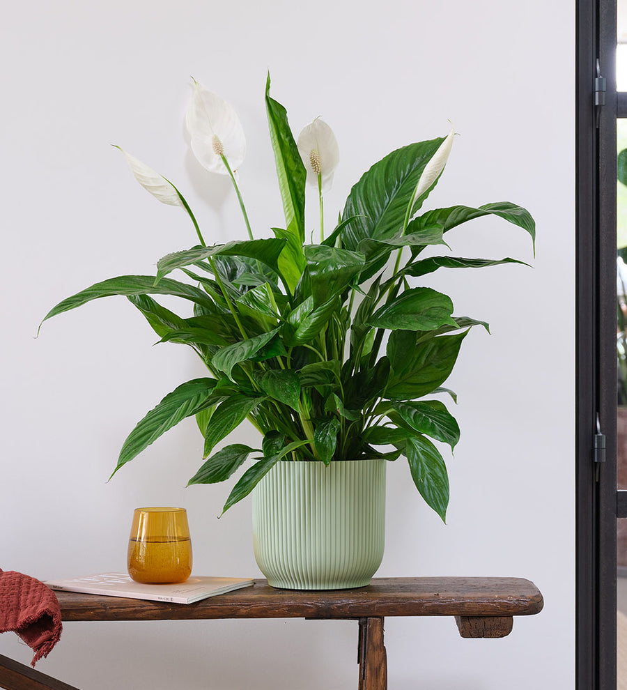 Peace Lily & Pot