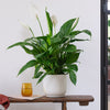 Peace Lily & Pot