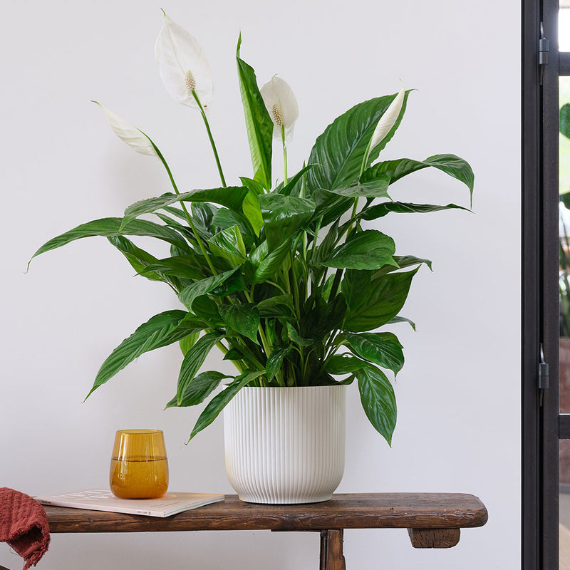 Peace Lily & Pot