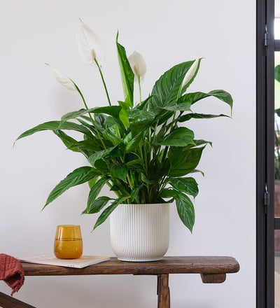 Blooming Beautiful Pair