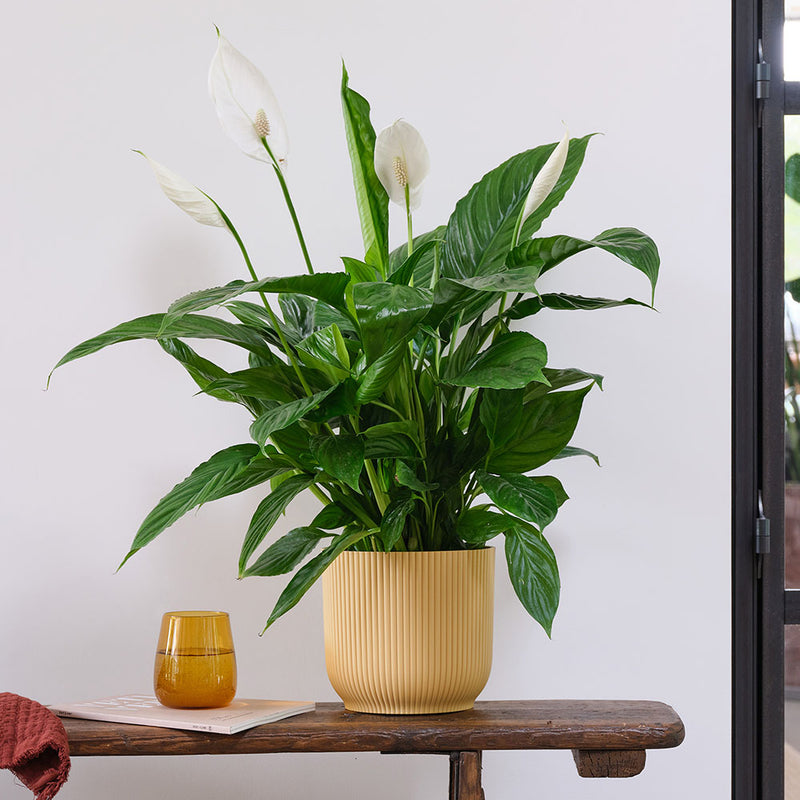 Peace Lily & Pot