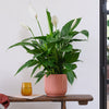 Peace Lily & Pot