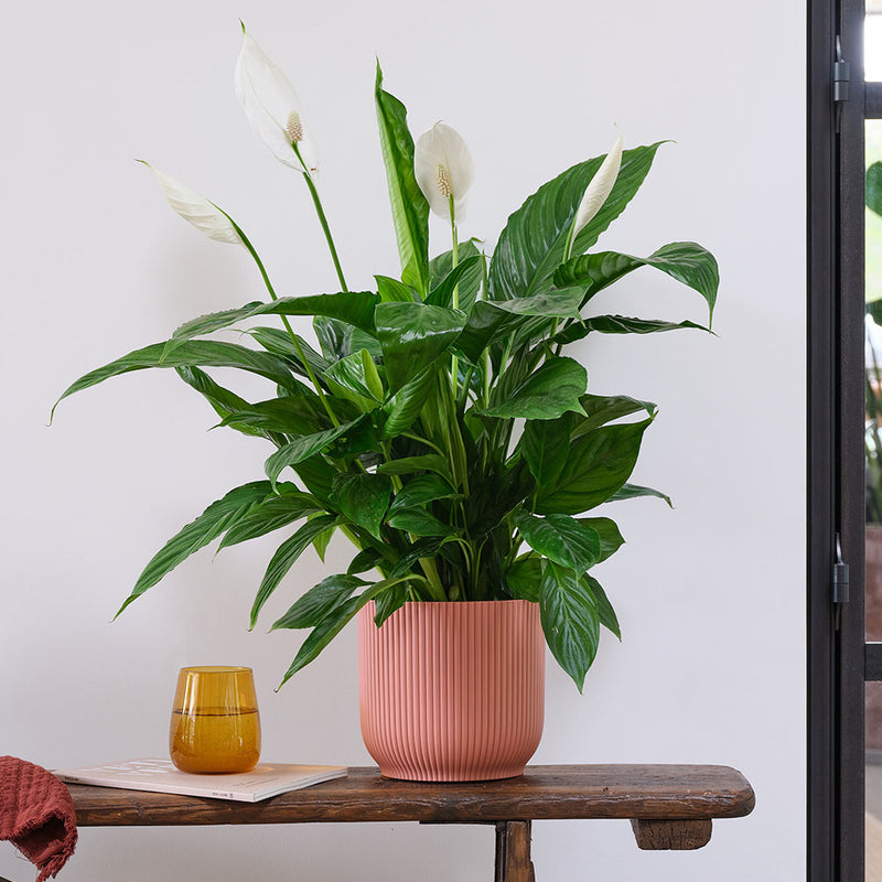 Peace Lily & Pot