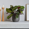Prayer Plant & Pot