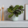 Prayer Plant & Pot