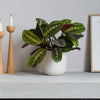Prayer Plant & Pot