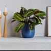 Prayer Plant & Pot