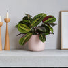 Prayer Plant & Pot
