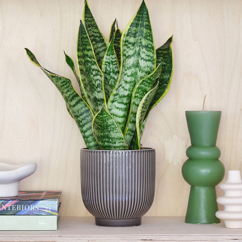 Snake Plant & Pot