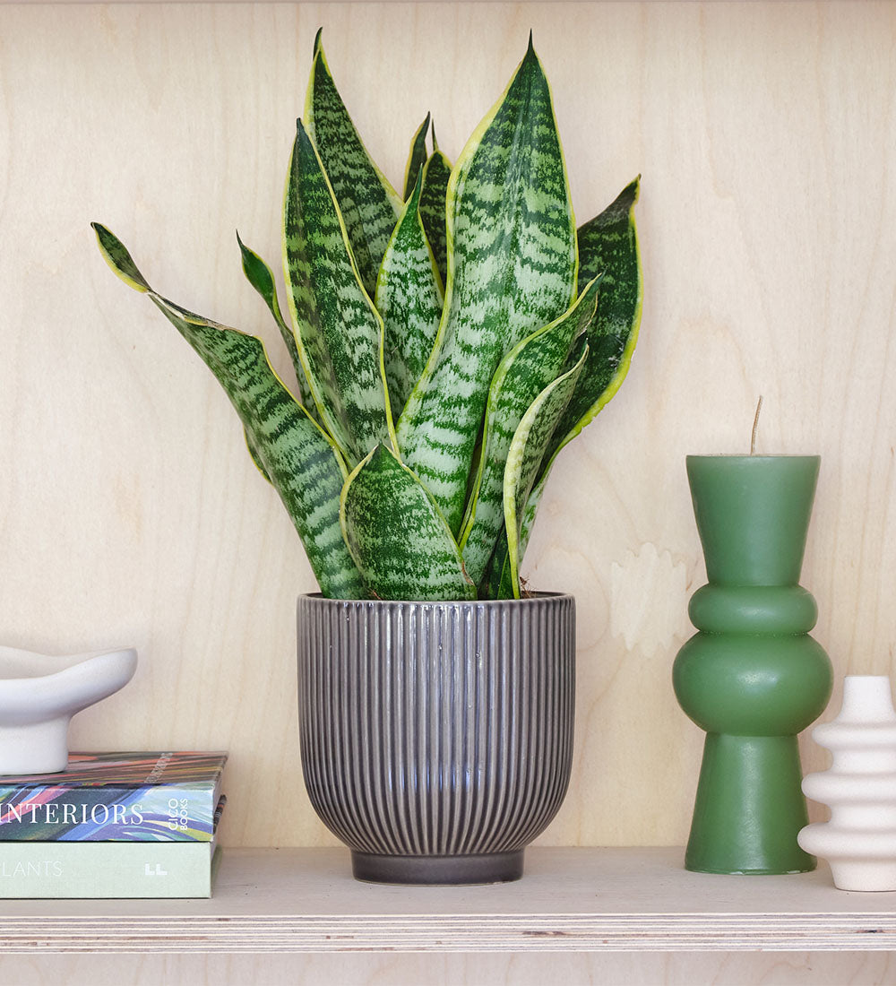 Snake Plant | Mother-in-law's Tongue or Sansevieria Laurentii