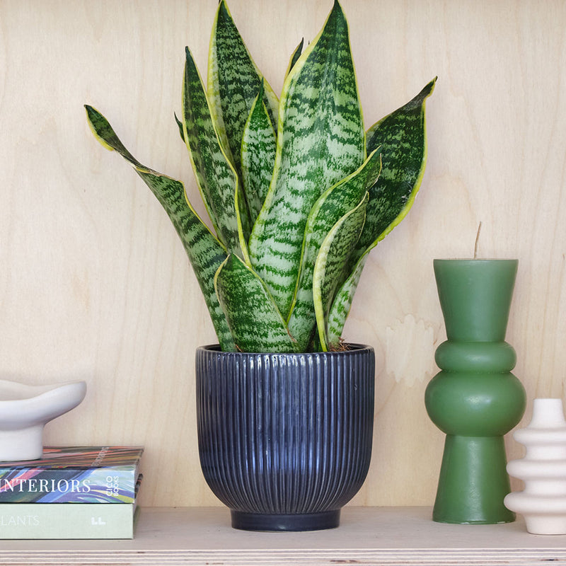 Snake Plant & Pot