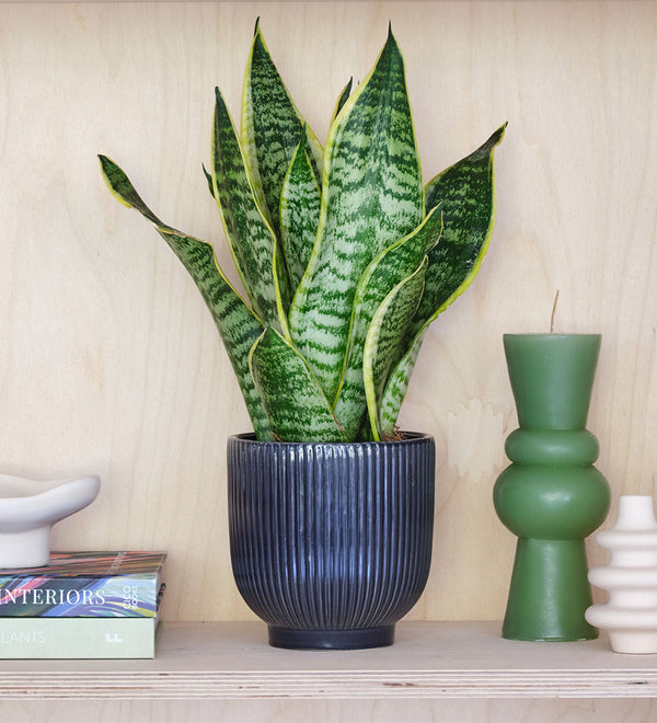 snake plant moisture meter Plant Moisture Meter