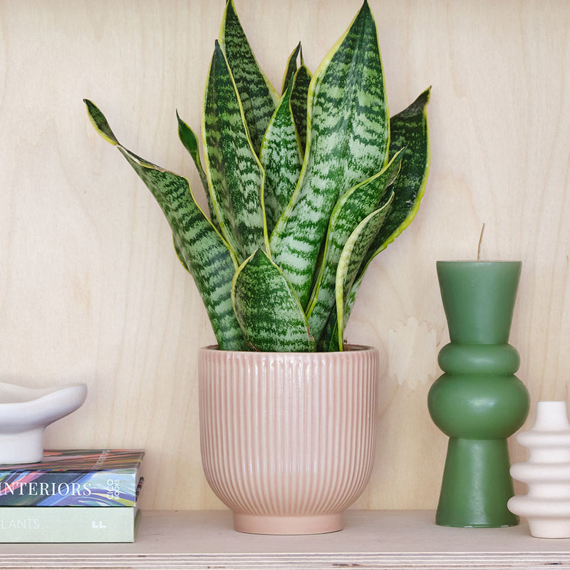 Snake Plant & Pot