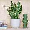 Snake Plant & Pot