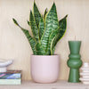 Snake Plant & Pot