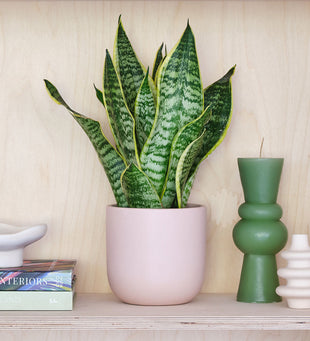 Snake Plant & Pot
