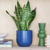Snake Plant & Pot