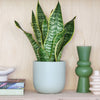 Snake Plant & Pot