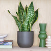 Snake Plant & Pot