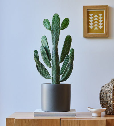 Cowboy Cactus & Pot