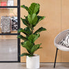 Fiddle-leaf Fig & Pot