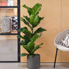 Fiddle-leaf Fig & Pot