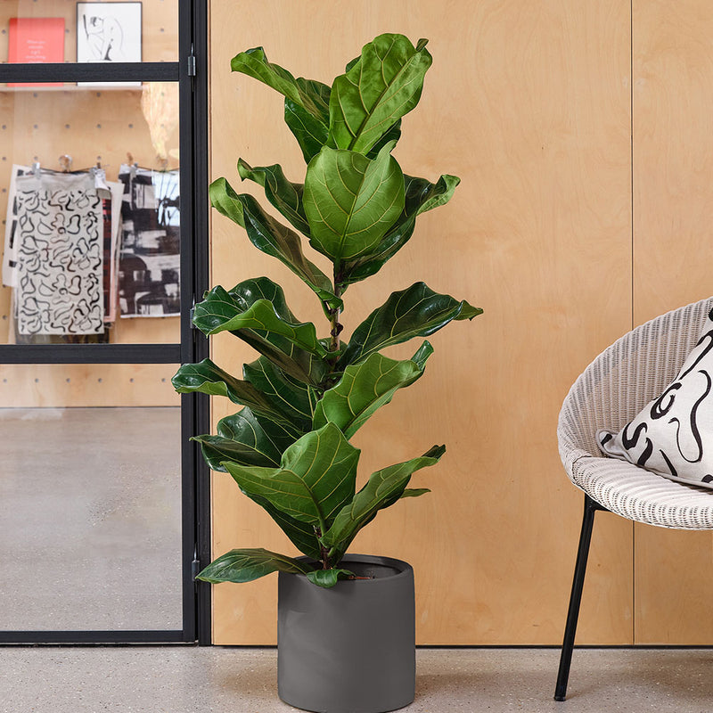 Fiddle-leaf Fig & Pot
