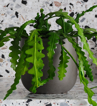 Fishbone Cactus & Pot