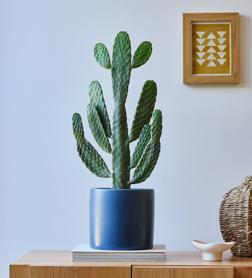 Cowboy Cactus & Pot
