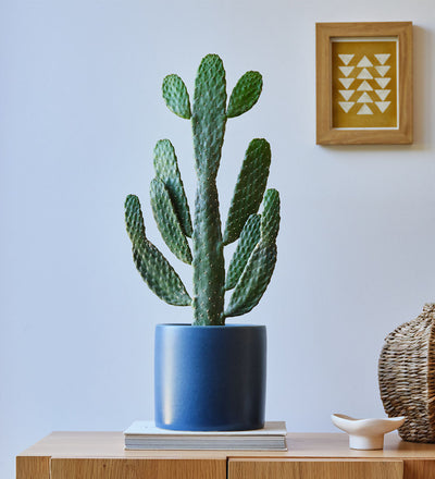 Cowboy Cactus & Pot