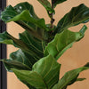 Fiddle-leaf Fig & Pot