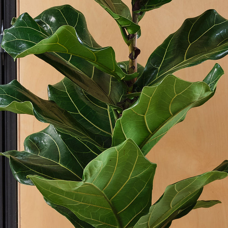 Fiddle-leaf Fig & Pot