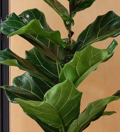 Fiddle-leaf Fig & Pot