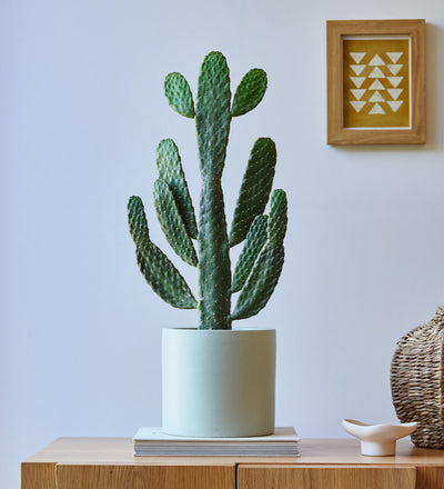 Cowboy Cactus & Pot