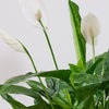 Air Purifying Pair