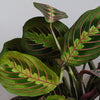 Prayer Plant Pair