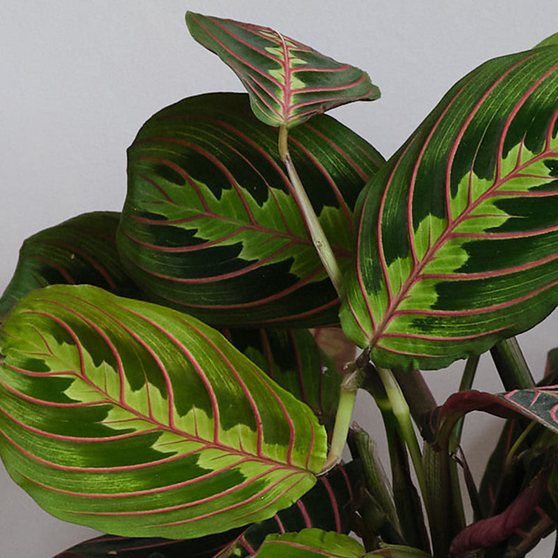 Prayer Plant Pair