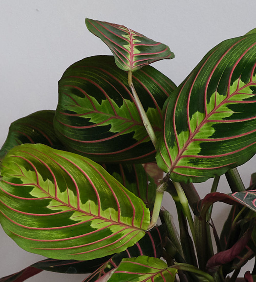 Prayer Plant Pair