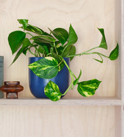 Devil's Ivy & Pot