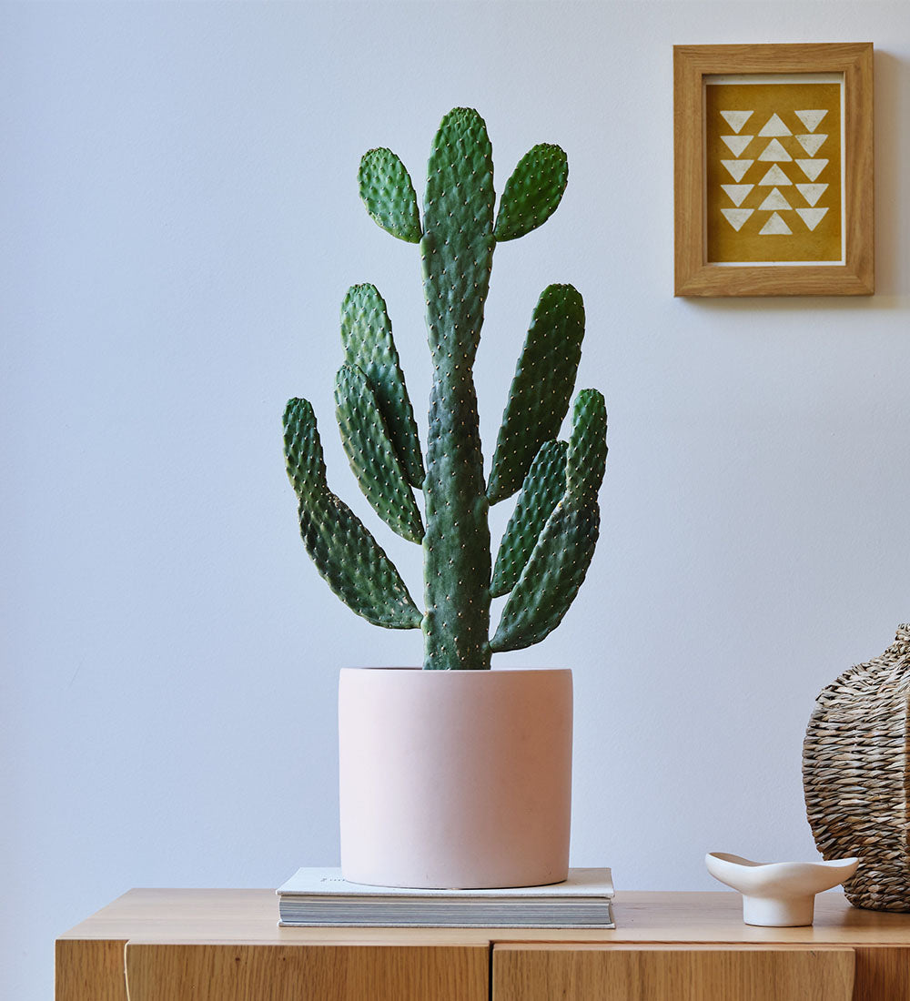 Cowboy Cactus Large