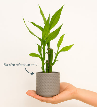 snake bamboo plant Mini Snake Plant & Pot