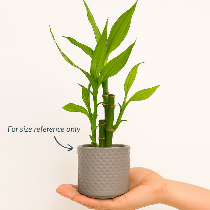 Mini Maidenhair Vine & Pot