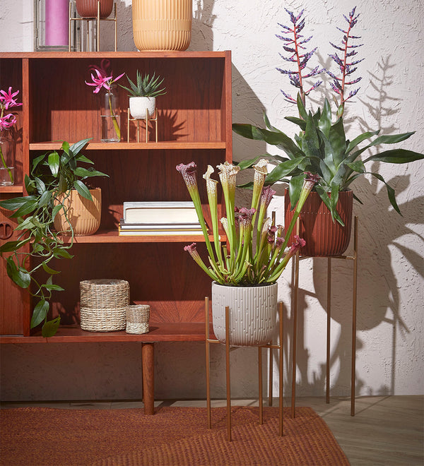 Gold Plant Stand