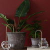 Plant Straw