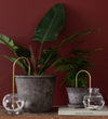 Plant Straw