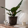 Plant Straw