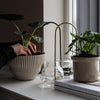 Plant Straw