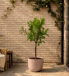 Plum Tree