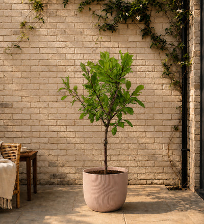 Plum Tree